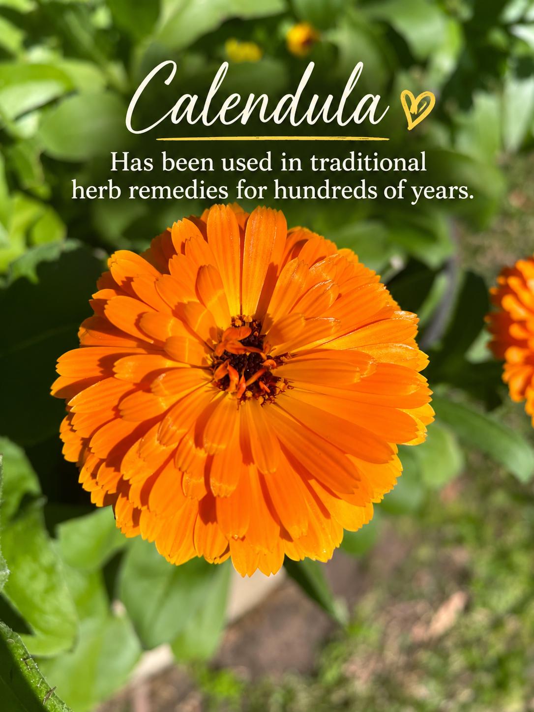 Chambers Botanical Calendula Skin Balm small batch handmade in Queensland